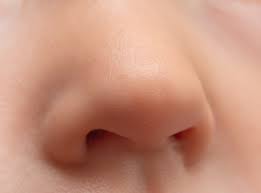 <p>nose</p>