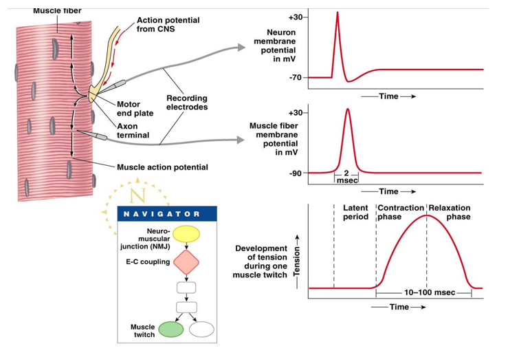 <p>neuron and muscle action potentials within 2 ms</p><p>contraction-relaxation of muscle is longer (10-100 ms)</p>