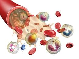 <p>Formation of blood cells in red bone marrow (hematopoiesis).</p>