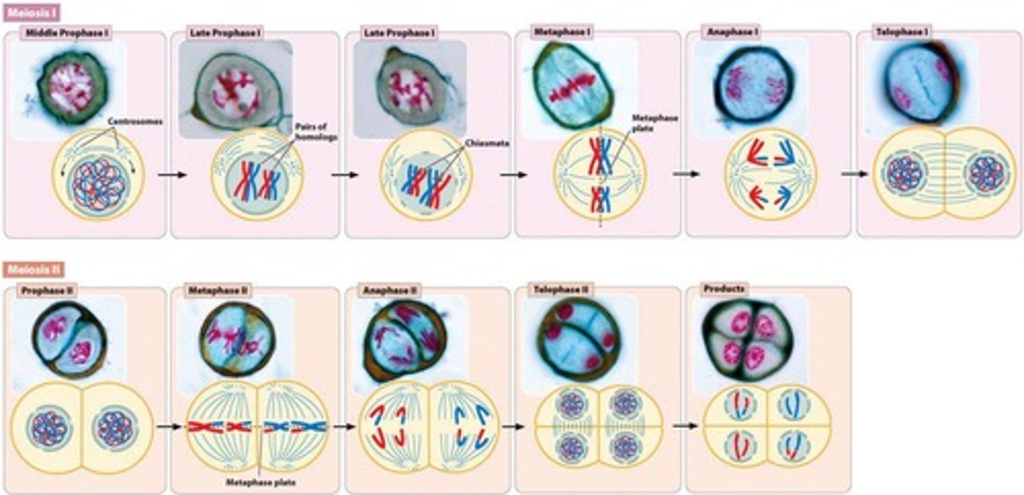 <p>The reduction division phase of meiosis that produces two haploid cells.</p>