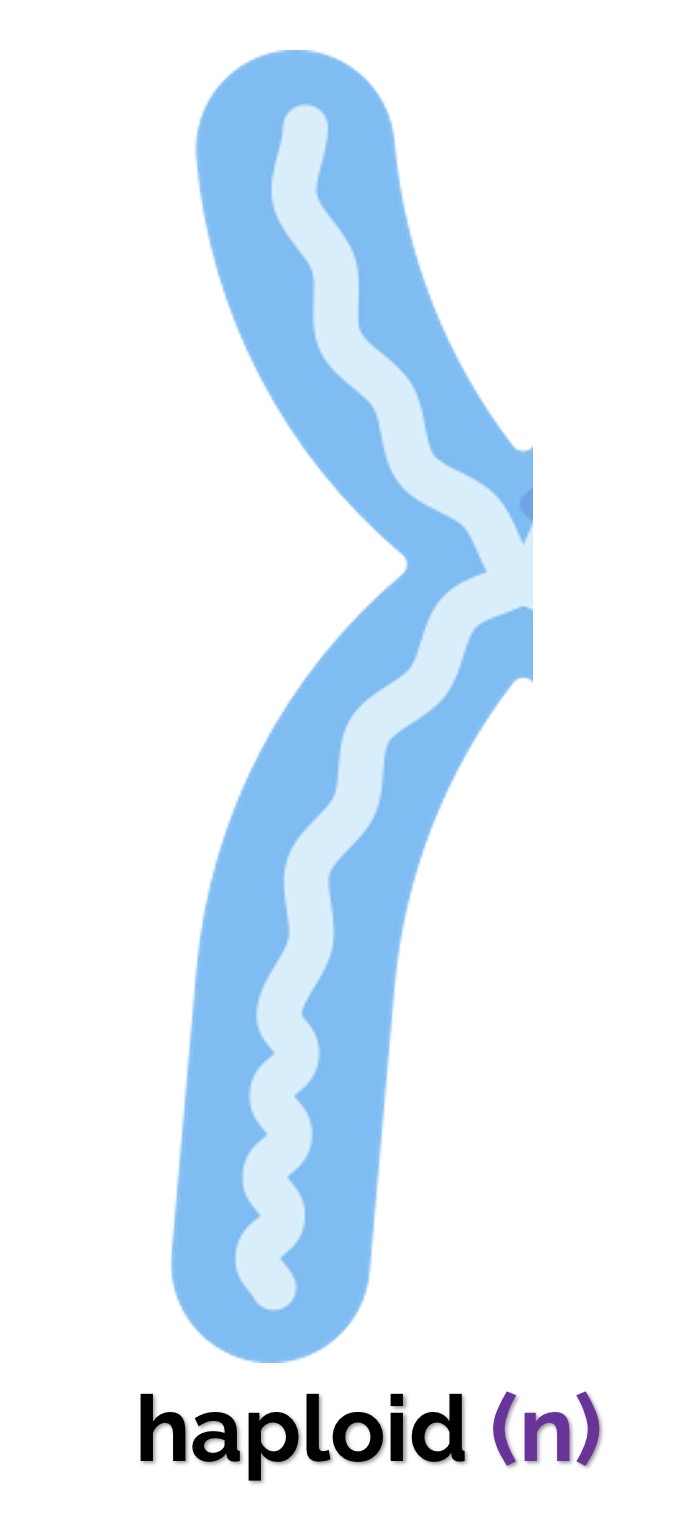 <p>Haploid (n)</p>