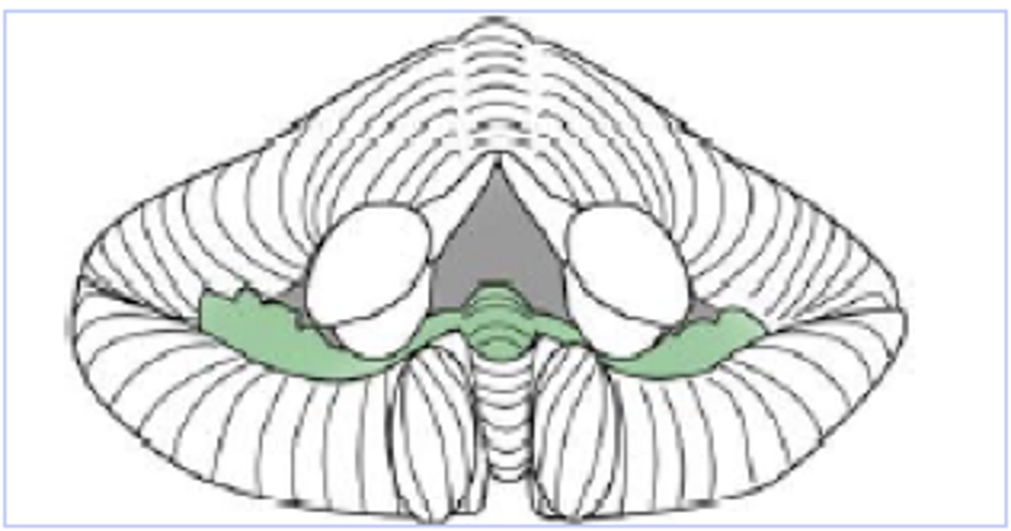 <p>Maintenance of balance, control of eye movements</p>