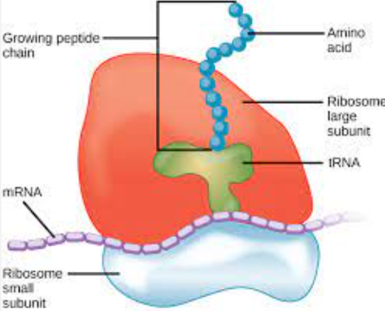 * Small spherical organelles 20nm in diameter
* Made of ribosomal RNA
* Made in nucleolus as 2 separate subunits which pass through nuclear envelope into cytoplasm
* Some remain free in cytoplasm and some attach to endoplasmic reticulum