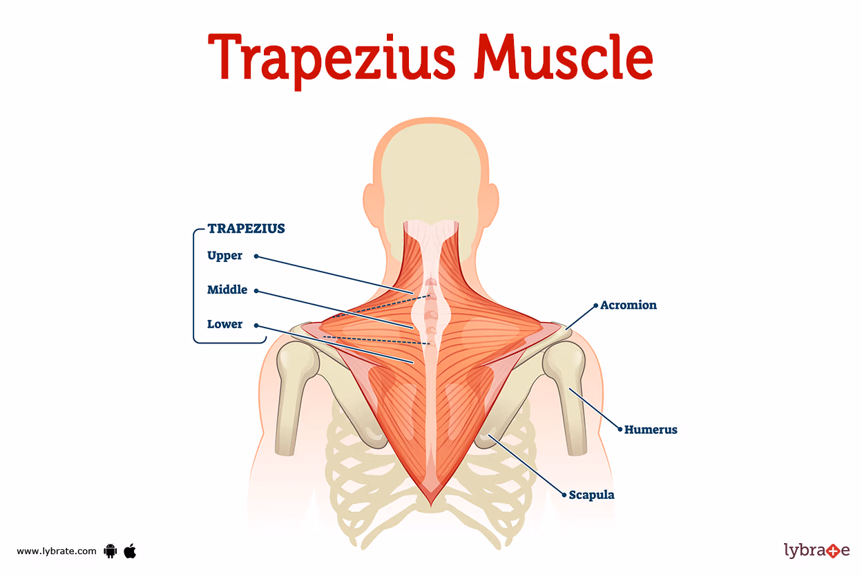 <p>M. Trapezius</p>