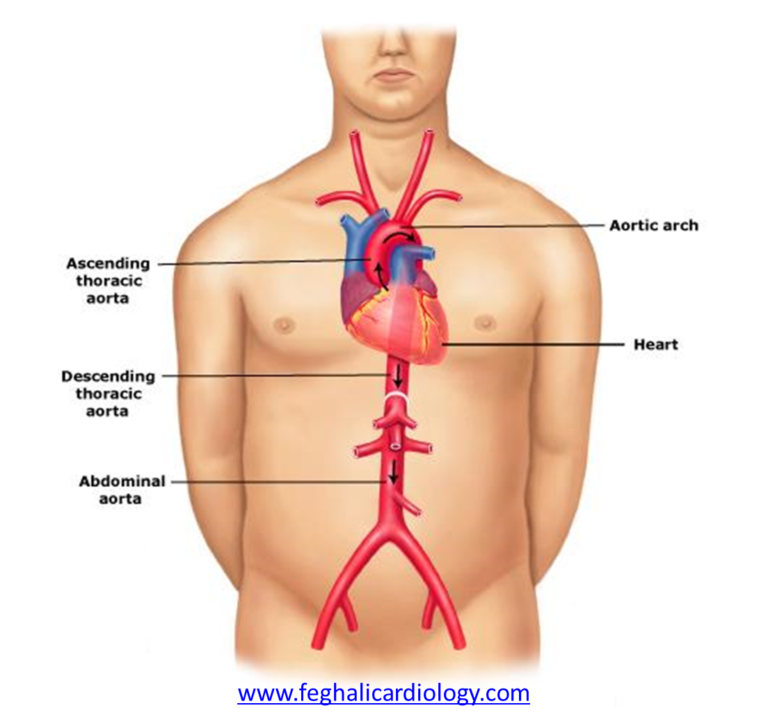 <p>The aorta.</p>