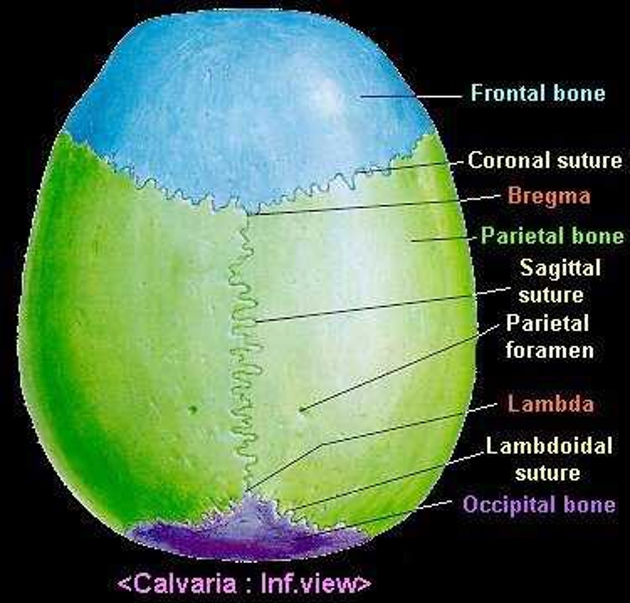 <p>The top of the neurocranium</p>