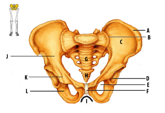 <p>K</p>