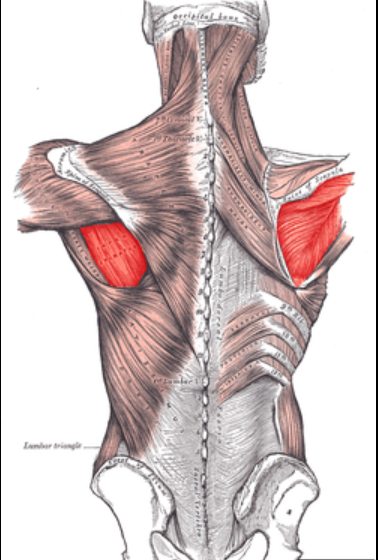 stabilizes glonohumeral