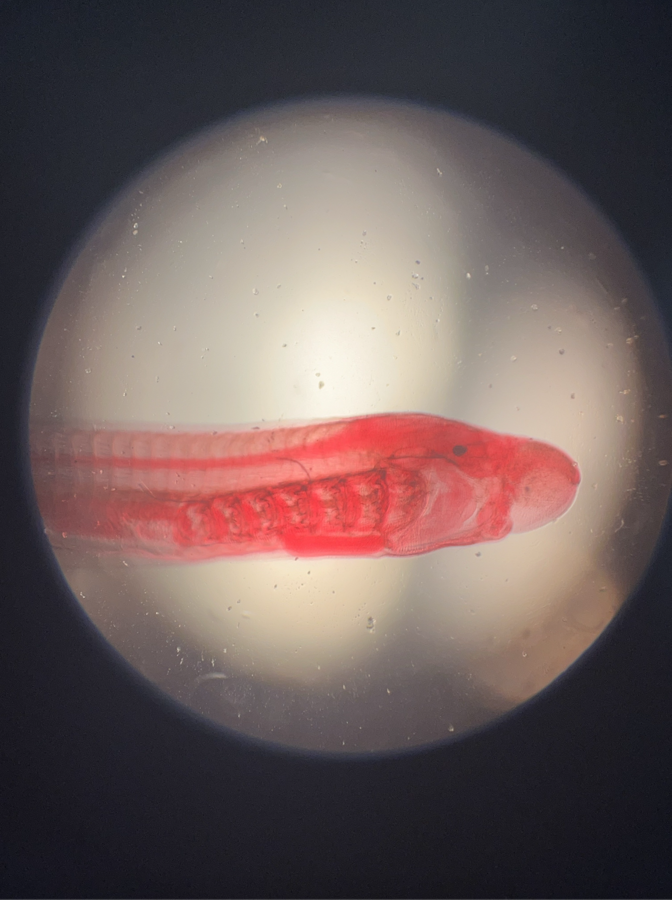 <p>what is this?</p><p>identify the dorsal hollow nerve chord, notochord, pharyngeal slits, pharyngeal gland, and the eye</p><p></p>