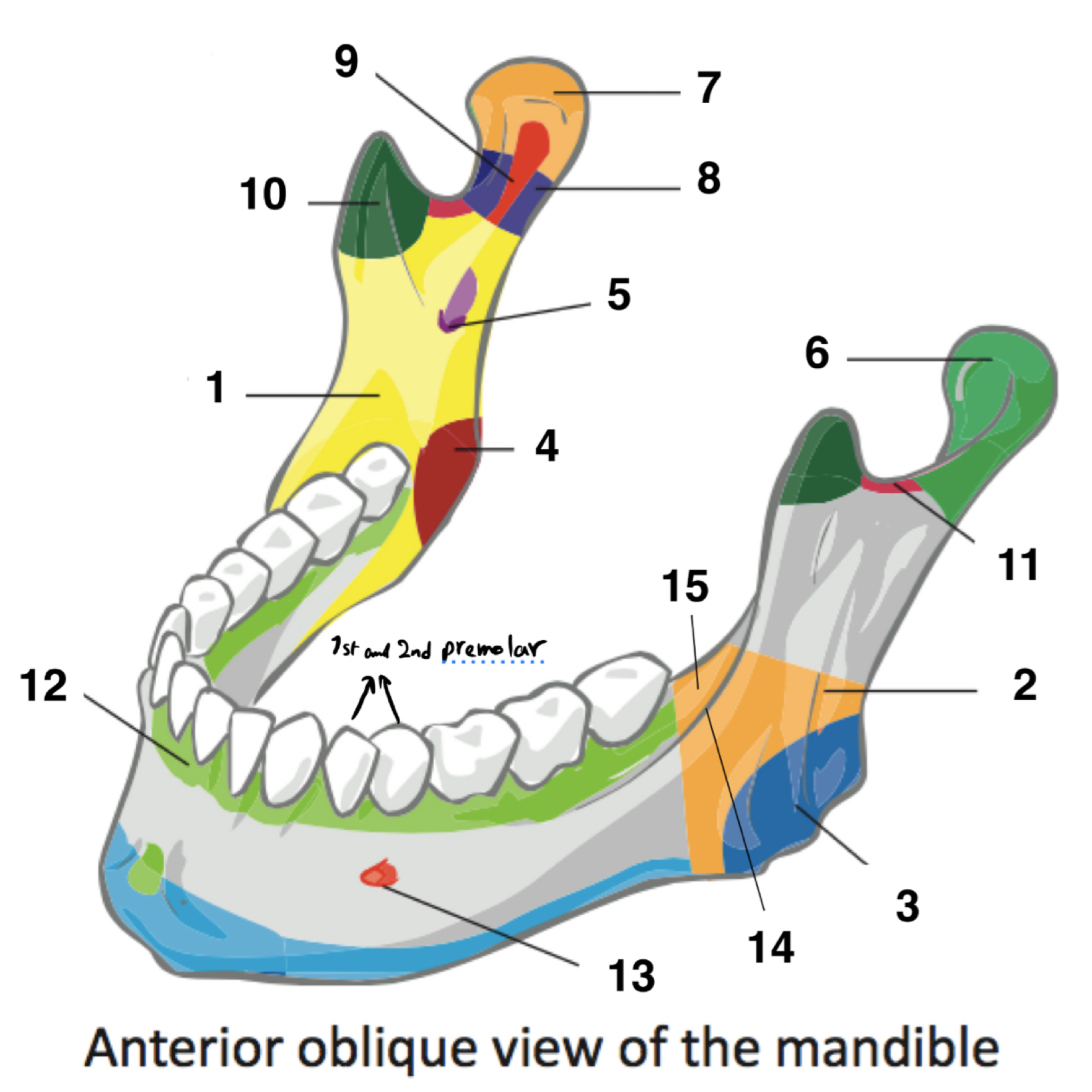 <p>name the parts of the mandible </p>