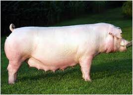 <p>What is this swine breed?</p>