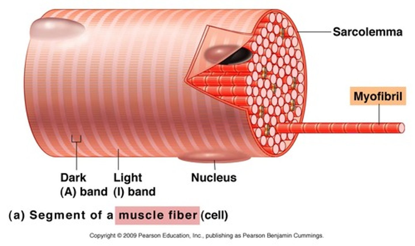 <p>bundles of protein filaments, multiple found in sarcoplasm extending length of the muscle fiber, formed by sarcomeres joining @ ends</p>