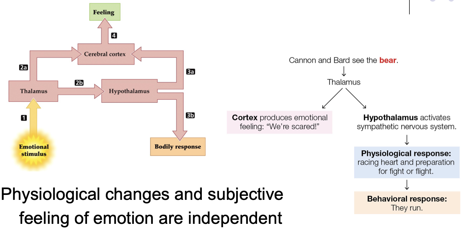 <p>Cannon-Bard Diencephalon theory &amp; sham rage</p>
