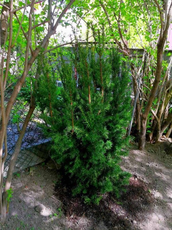 Taxus x media ’Hillii’  h:3 b:2