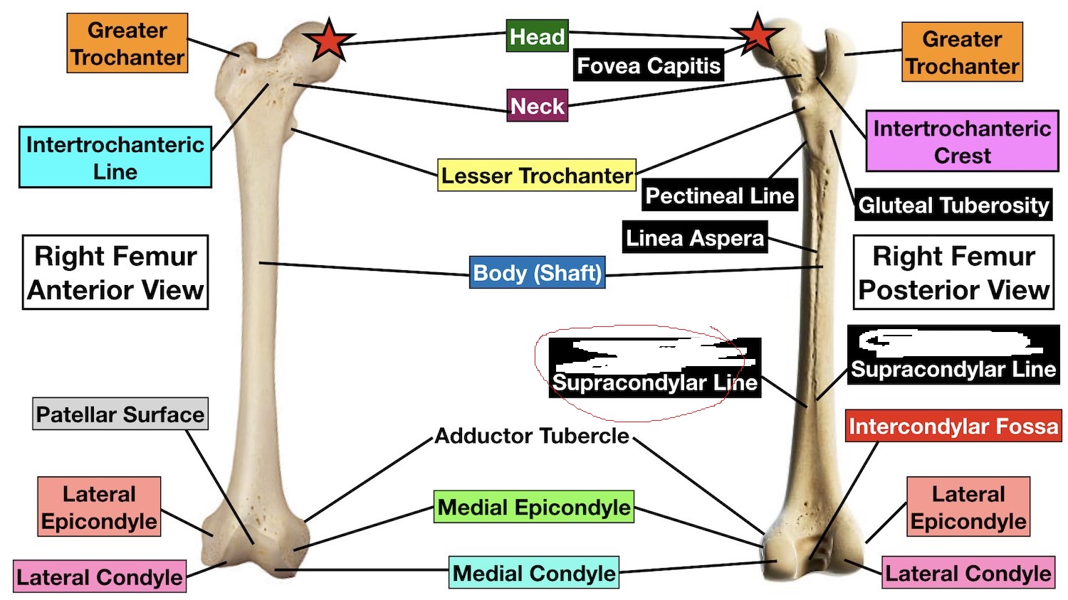 <p>Insertion: adductor magnus (adductor part;partial)</p>