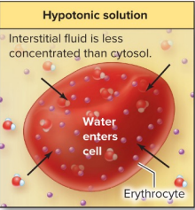<p>Water enters cell —&gt; swelling, lysis (hemolysis in RBCs)</p>