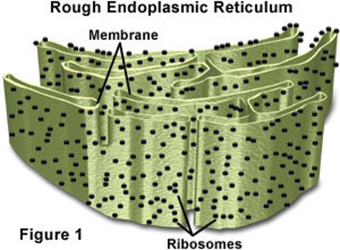 <p>Studded with ribosomes</p>