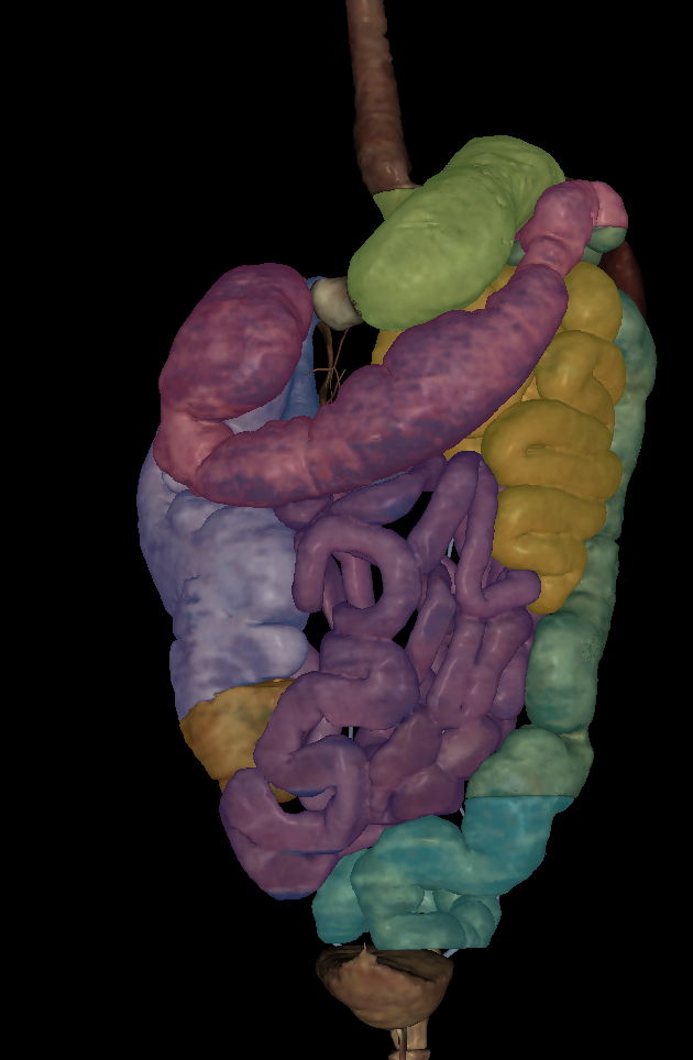 <p>Name the structure highlighted (yellow)</p>