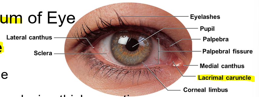 <p>Lacrimal caruncle</p>