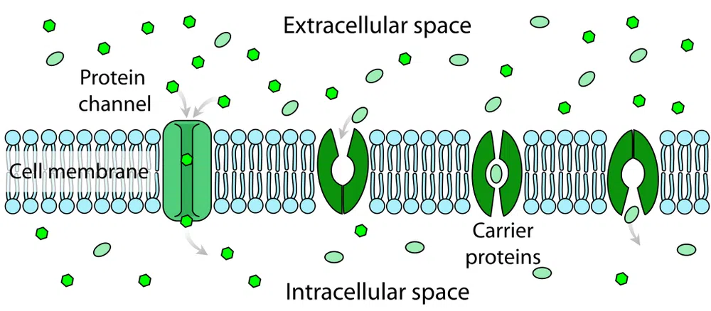 <p>Carrier proteins move large molecules across membranes down their concentration gradient. Different carrier proteins facilitate the diffusion of different molecules</p><p>The steps of carrier proteins -</p><p>first a large molecule attatches to a carrier protein in the membrane</p><p>secondly the protein changes shape</p><p>this releases the large molecule on the opposite side of the membrane</p>