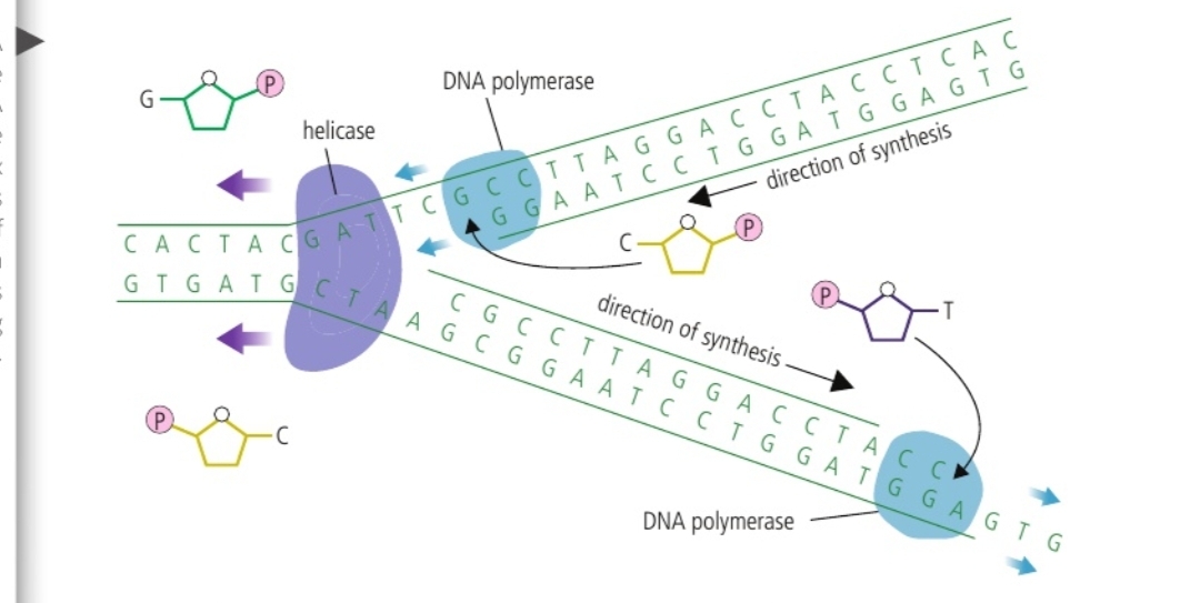 <ul><li><p>DNA is unzipped by helicase</p></li><li><p>Two identical, complementary strands are formed</p></li><li><p>Free-floating nucleotides in the nucleoplasm join with the now-unpaired organic bases in the DNA single strand</p></li><li><p>These nucleotides form covalent bonds, catalysed by one of the DNA polymerase enzymes, which make up the DNA backbone</p></li><li><p>The two new DNA strands are synthesised in opposite directions, one towards the helicase, and one away from it. </p></li></ul><p></p>