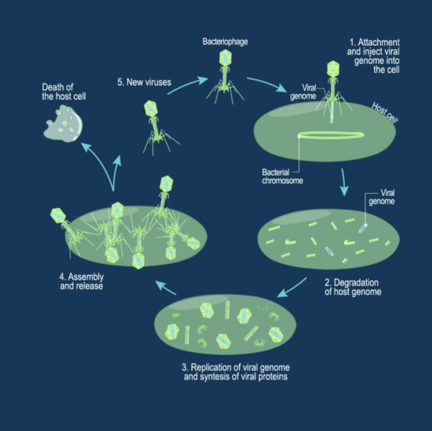 <p>• Virus begins biosynthesis/replication immediately</p><p>• Host cell is broken apart to release new virus capsids</p><p>• Influenza, common cold</p>