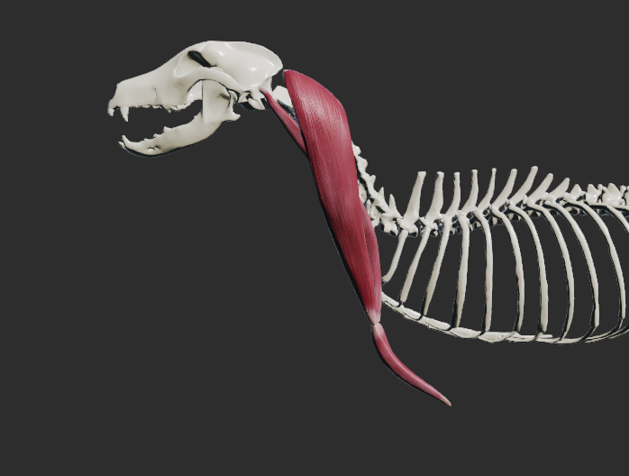 <p></p><p></p><p>a) m. cleidocervicalis b) m. cleidomastoideus c) cleidobrachialis</p><p></p><p><strong>Odstup m. cleidocervicalis:</strong></p><p>ligamentum nuchae, os occipitale -</p><p><strong>Odstup m.cleidomastoideus:</strong></p><p>processus mastoideus ossis temporalis</p><p></p><p><strong>společný úpon: </strong>na rudiment klíční kosti</p><p></p><p>Fe: sval je vyvinutý jako m. cleidocervicalis, m. cleidomastoideus, m. cleidobrachialis</p><p></p><p>fce: napomáhá fixaci končetiny k hlavě a krku a podílí se na jejich pohybu</p><p></p>