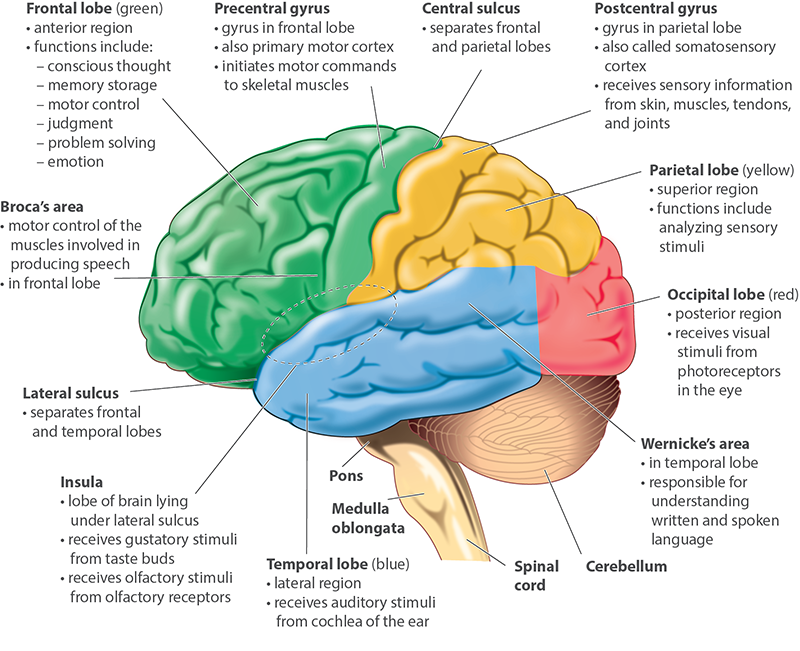 <p><span><strong><span>Diencephalon</span></strong></span></p><ul><li><p><span><strong><span>Thalamus:</span></strong><span> relay center for sensory information (80% of diencephalon).</span></span></p></li><li><p><span><strong><span>Hypothalamus:</span></strong><span> controls autonomic functions (hunger, thirst, temperature, hormones).</span></span></p></li><li><p><span><strong><span>Epithalamus (Pineal gland):</span></strong><span> secretes </span><strong><span>melatonin</span></strong><span>, regulates sleep and circadian rhythm.</span></span></p></li></ul><p> </p><p><span><strong><span>Midbrain (Mesencephalon)</span></strong></span></p><ul><li><p><span><strong><span>Corpora quadrigemina:</span></strong></span></p><ul><li><p><span><em><span>Superior colliculi</span></em><span> – visual reflexes, eye-head coordination.</span></span></p></li><li><p><span><em><span>Inferior colliculi</span></em><span> – auditory reflexes, startle response.</span></span></p></li></ul></li><li><p><span><strong><span>Red nucleus:</span></strong><span> controls limb movement; high blood supply.</span></span></p></li><li><p><span><strong><span>Substantia nigra:</span></strong><span> produces </span><strong><span>dopamine</span></strong><span>; regulates movement via basal ganglia.</span></span></p><ul><li><p><span><strong><span>Loss of dopamine → Parkinson’s disease.</span></strong></span></p></li></ul></li></ul><p></p>