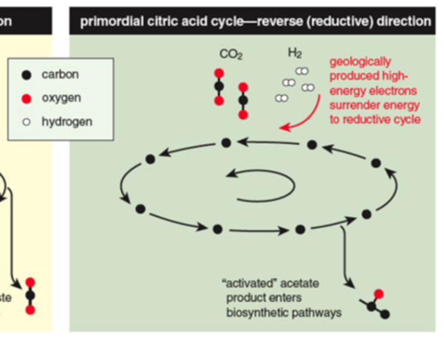 <p>· Early Earth's atmosphere most likely had very little oxygen but lots of greenhouse gasses like CO₂</p><p>· Reductive pathways (e.g., reductive citric acid cycle) that produce simple organic molecules might have been promoted by natural catalysts like minerals & the porous surfaces of rocks, which are typical of ordinary geochemical environments like deep sea vents</p>