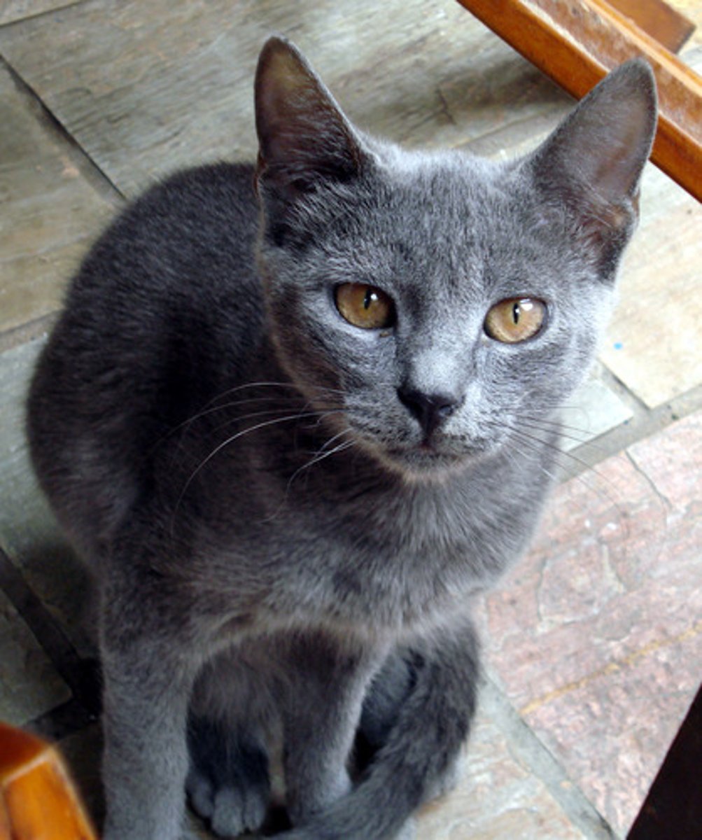 <p>màu xám</p>