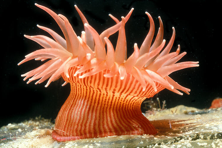 <p>phylum cnidaria</p>