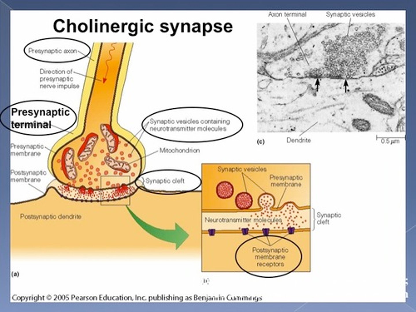 <p>cholinergic</p>