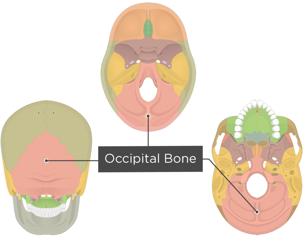 <p>[BONES TO KNOW; cranial] large bone in the back of head</p>