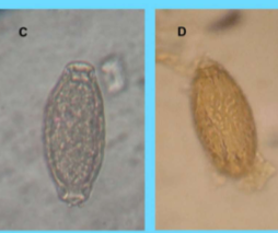 <p>symptoms of <span style="color: rgb(250, 243, 243);"><span>Pearsonema plica/ Pearsonema feliscati</span></span></p>