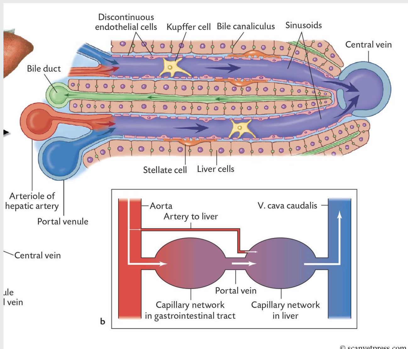 <p>sinusoids are very leaky to soak the hepatocytes</p><p>kupffer cells catch harmful like pathogens or tumours</p><p></p><p>Arteriole and venule empty their blood into the spongy liver lobule</p><p></p><p>Blood capillary beds that run between portal triad and central vein</p><p></p><p>Capillary beds are lined by fenestrated, leaky endothelium known as liver sinusoids</p><p></p><p>Blood flowing into the lobule is drained out via the central vein</p><p></p><p>central vein then eventually goes to the cranial vena cava - its a loop in terms of circulation</p>
