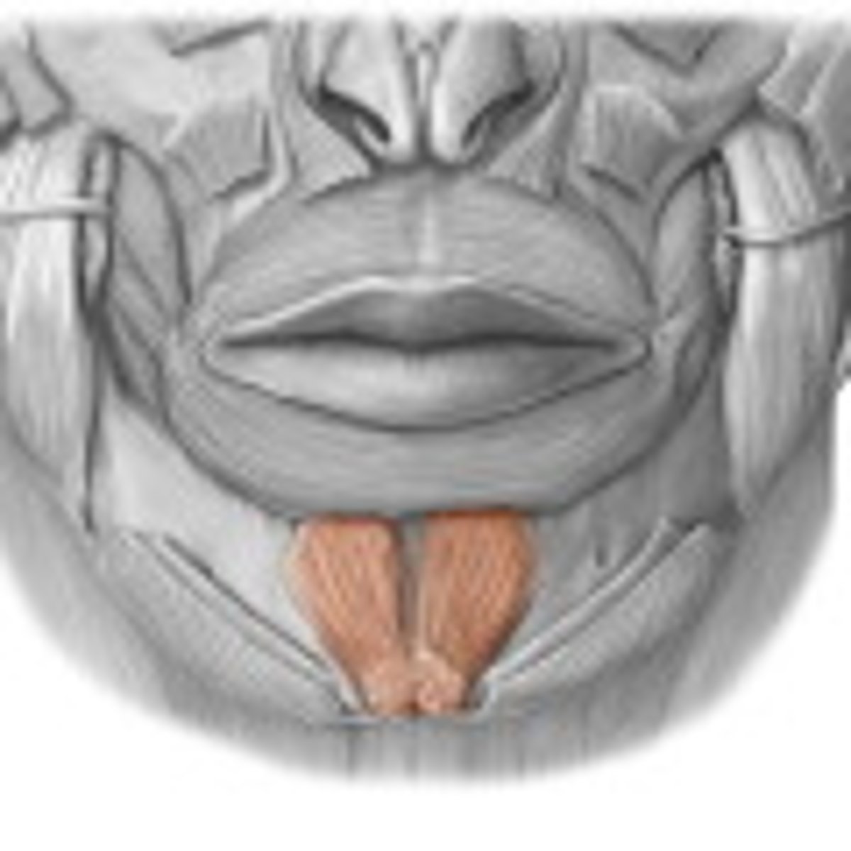 <p>contract skin of chin and raises lower labial sulcus</p>