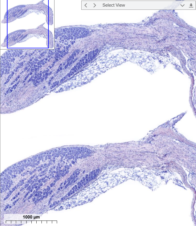 term image