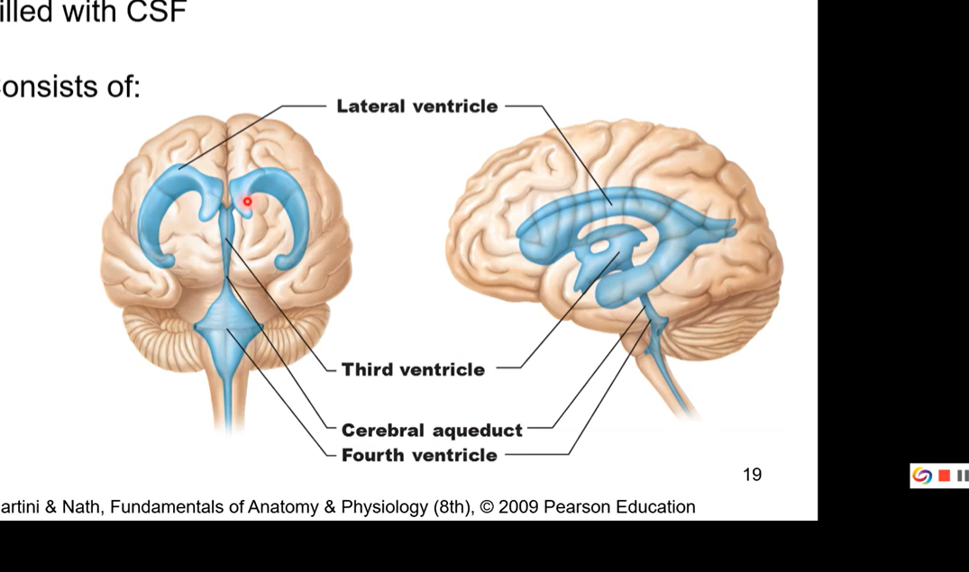<ul><li><p>filled with cerebrospinal fluid</p></li><li><p>consisted of</p><ul><li><p>lateral ventricle</p><ul><li><p>sit on cerebrum on each side. there’s a left lateral ventricle and a right</p></li><li><p>also called the 1st and second ventricle</p></li></ul></li><li><p>third ventricle (sit in between thalama and same shape)</p></li><li><p>cerebral aqueduct</p></li><li><p>fourth ventricle</p></li></ul></li></ul><p></p><p>pic has frontal plane and sagittal plane</p><p></p>