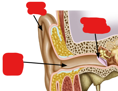 <p>Label the following image from top to bottom…</p>