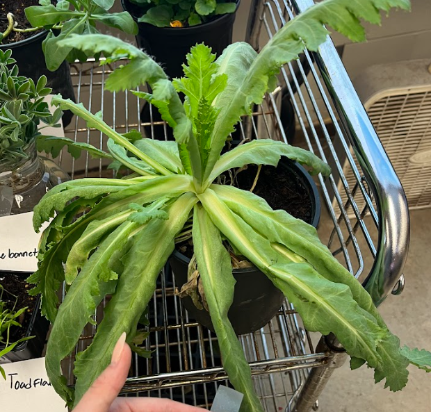 <ul><li><p>make different seed pods</p></li><li><p>legal to grow</p><ul><li><p>illegal to cut and make them into opium </p></li></ul></li><li><p>islandic versions commonly sold as cut flowers</p></li><li><p>one head has thousands of seeds</p></li></ul><p></p>