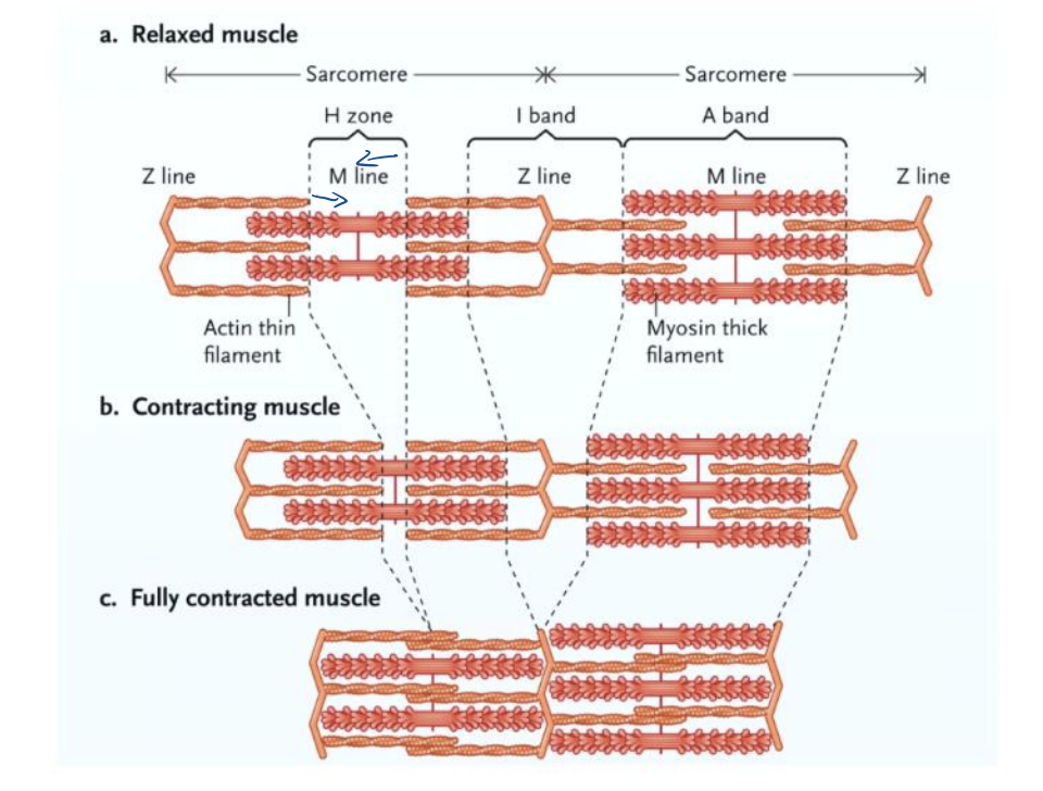<p>muscles contract when the myosin filaments pull the opposing actin filaments toward each other</p>