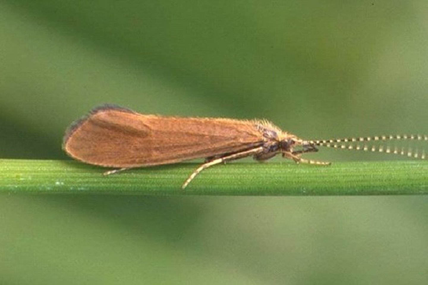 <p>Caddisflies</p><p>- small/medium sized, slender</p><p>- generally dull colored, hairy, scales on wings</p><p>- wings held tent-like over body</p><p>- antennae long and slender</p><p>- adults have well-developed palps and reduced mandibles</p><p>- holometabolous</p>