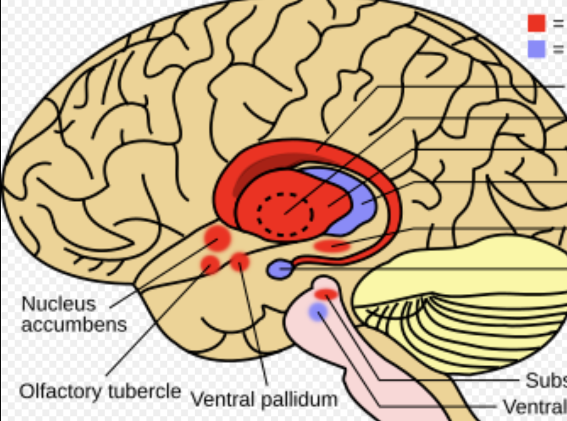 <ul><li><p><span style="font-family: Google Sans, Roboto, Arial, sans-serif">a group of nuclei in the brain that are involved in a variety of functions, including motor control, cognition, and emotions</span></p></li><li><p><span style="font-family: sans-serif; color: #fafafa">A large network of embedded gray matter structures (= a cluster of nuclei)</span></p><p><span style="font-family: monospace">• </span><span style="font-family: sans-serif">Caudate nucleus</span><span><br></span><span style="font-family: monospace">• </span><span style="font-family: sans-serif">Globus pallidus</span><span><br></span><span style="font-family: monospace">• </span><span style="font-family: sans-serif">Putamen</span><span><br></span><span style="font-family: sans-serif">*Substantia Nigra</span><span><br></span><span style="font-family: sans-serif">*Subthalamic nucleus</span><span><br></span><span style="font-family: sans-serif">•Motor coordination</span><span><br></span><span style="font-family: sans-serif">•Pathologic conditions</span></p></li></ul><p></p>