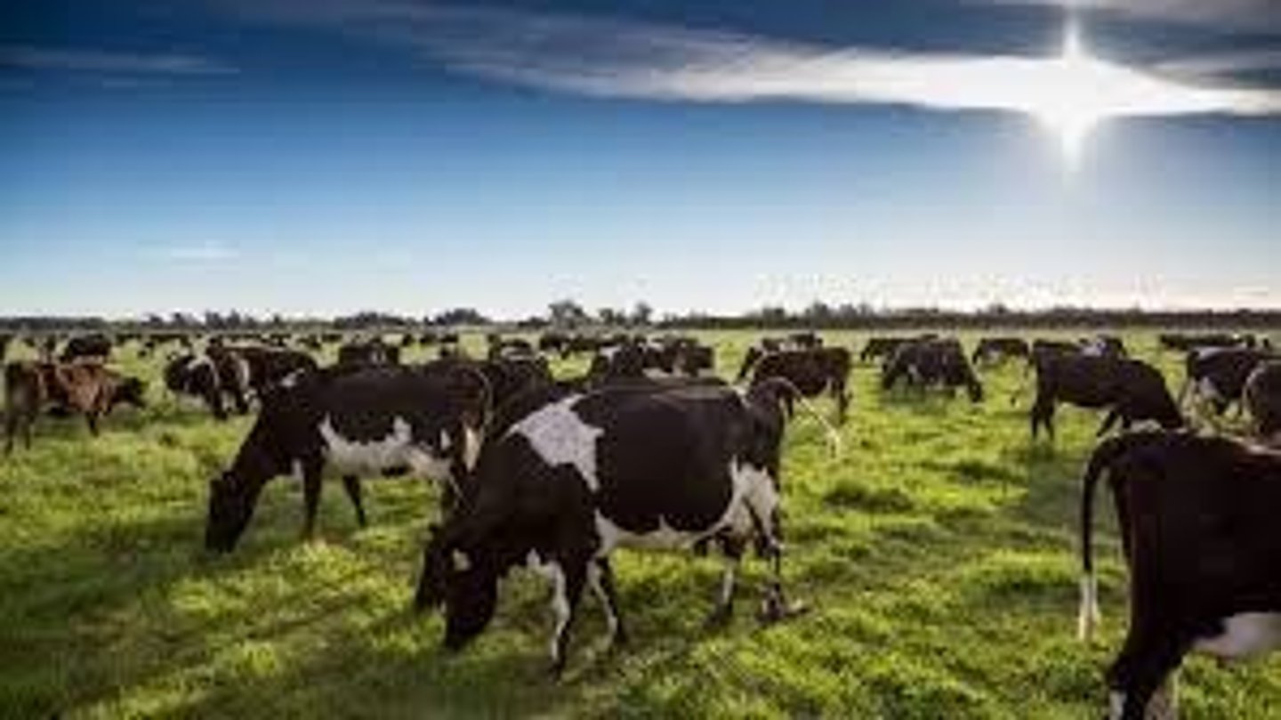 <p>Calving aligned with specific seasons for efficiency.</p>
