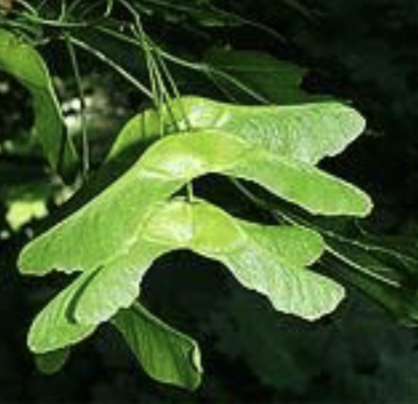 <p>samara in pairs, 180 degrees</p>