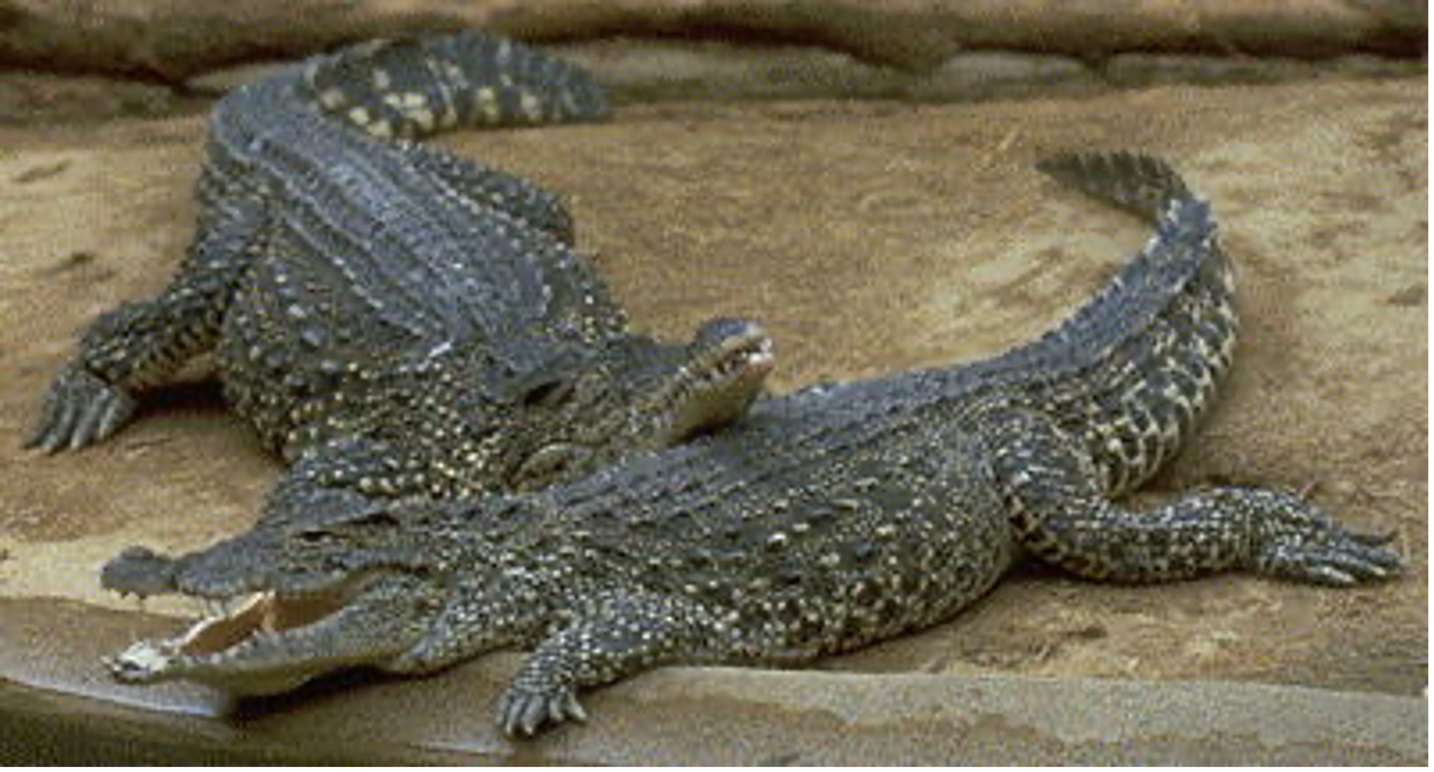 *only in small region of Cuba*