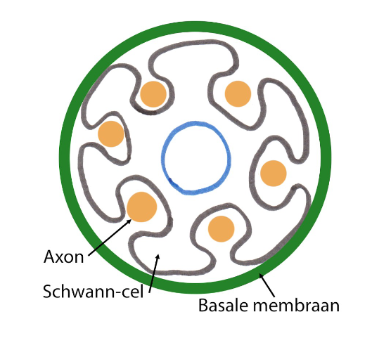 <ul><li><p>dunnere/ kortere axonen</p></li><li><p>bestaan uit 1 Schwann-cel die meerdere dunne axonen omgeeft</p><ul><li><p>cytoplasma van Schwann-cel plooit zich rond een aantal axonen</p></li><li><p>kern van Schwann-cel blijft centaal liggen</p></li></ul></li><li><p>geen knopen van Ranvier</p></li><li><p>geleiding is niet saltatorisch &amp; trager dan deze van gemyeliniseerde zenuwvezels</p></li></ul><p></p>