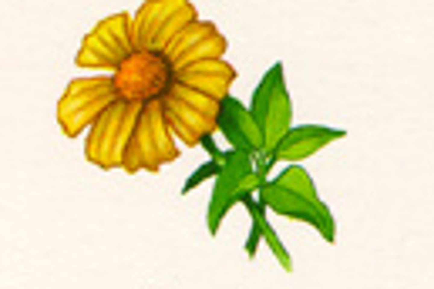 <p>Organisms that produce their own food (plants)</p>