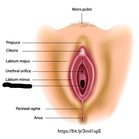 <p>(Female Reprod Structures) What is this within the Vagina</p>