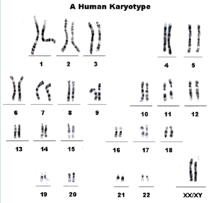 <p>look at chromosomes after staining them</p><ul><li><p>under a microscope we may be able to see chromosome break or unrepaired damage</p></li></ul><p></p>